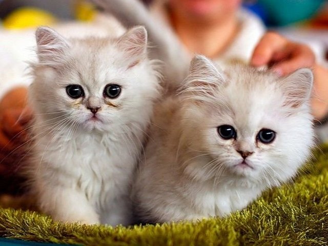 Породы кошек в Славгороде | ЗооТом портал о животных