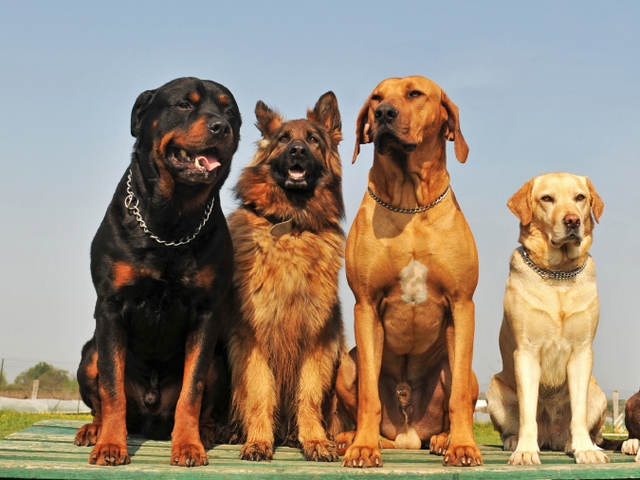 Крупные породы собак в Славгороде | ЗооТом портал о животных