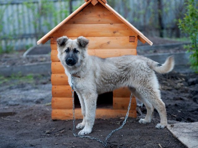 Все о собаках в Славгороде Все о собаках в Славгороде